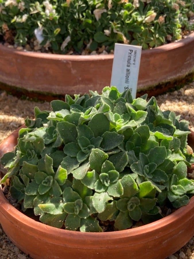 Primula 13