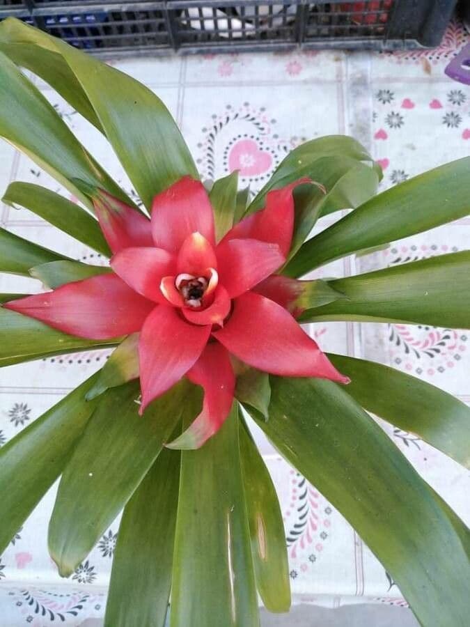 Guzmania lingulata 13