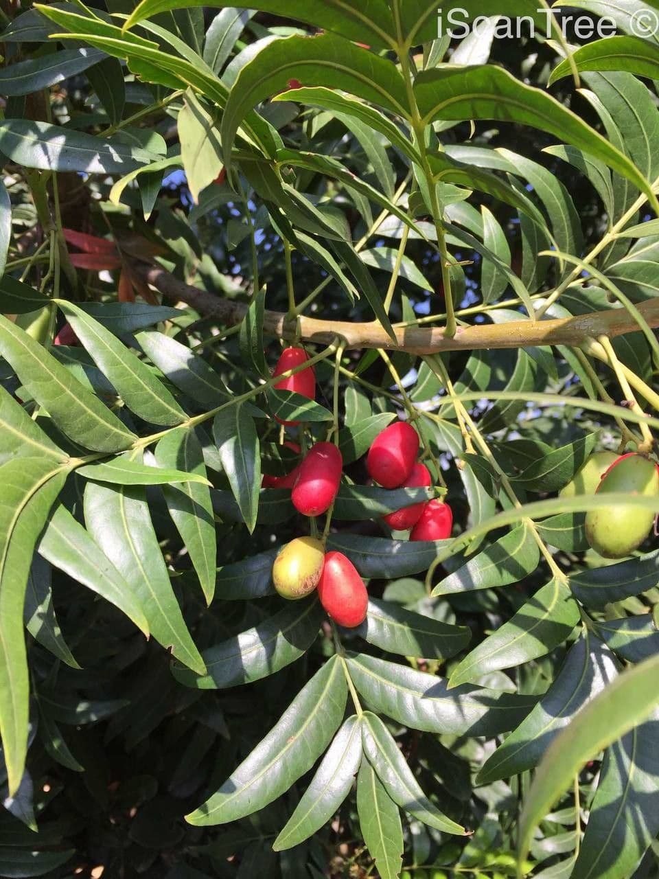 Kafferpflaume 2