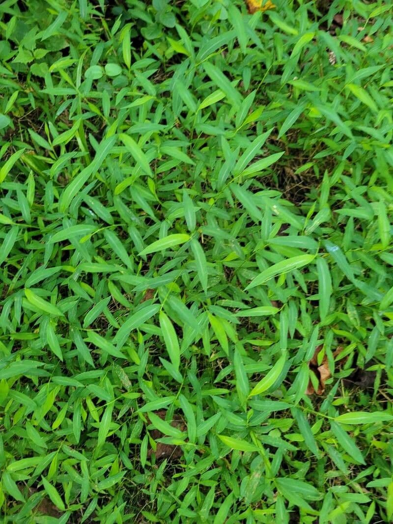 Microstegium vimineum 5