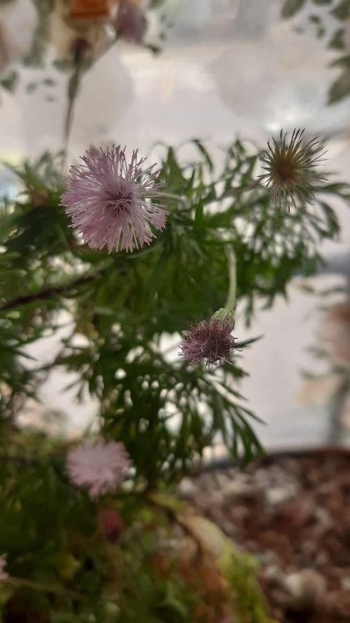 Hofmeisteria 3