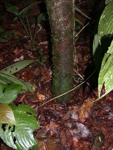 Quiina macrophylla 14