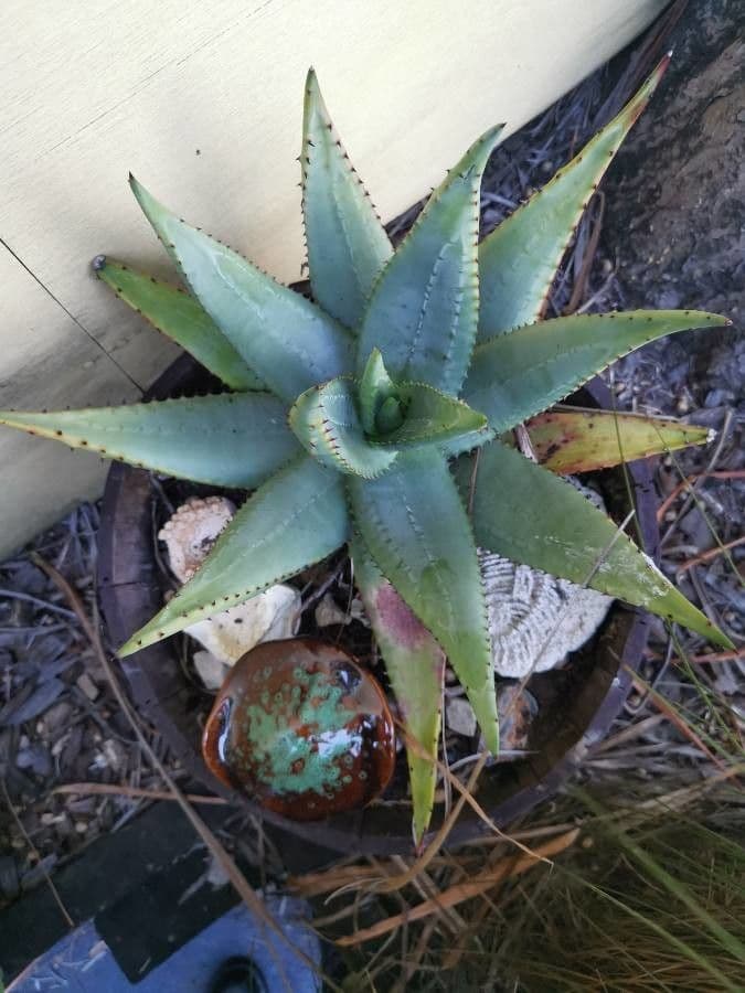 Aloe 4