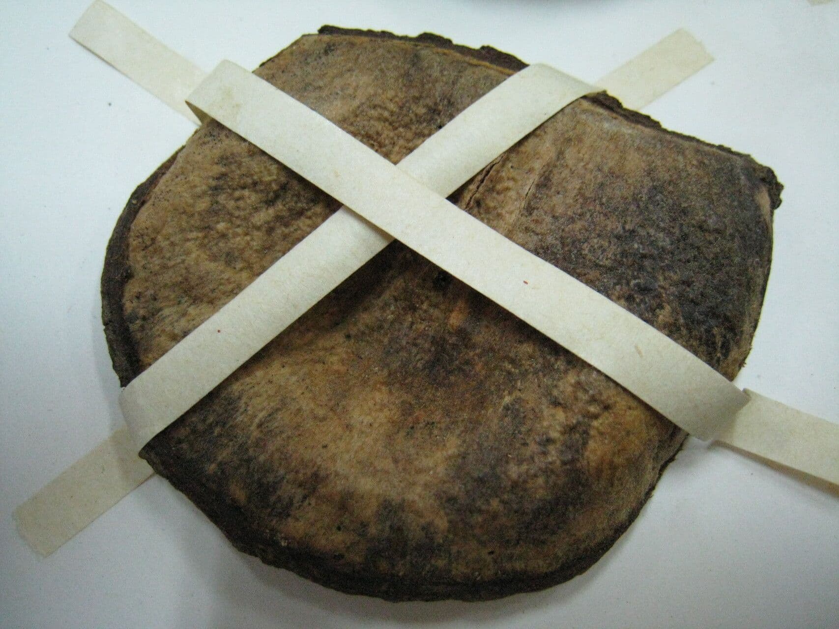 Aspidosperma