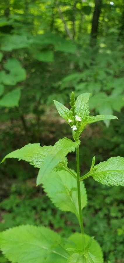 Verbena orticifolia 10