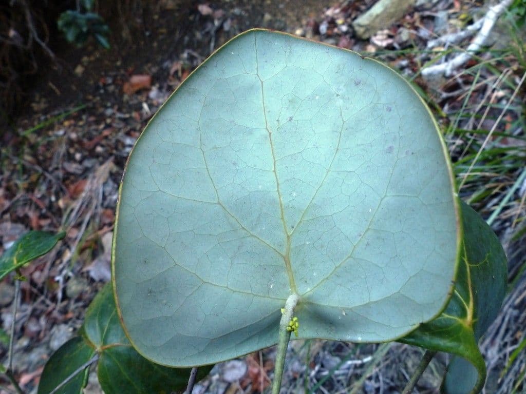 Phyllanthus 10