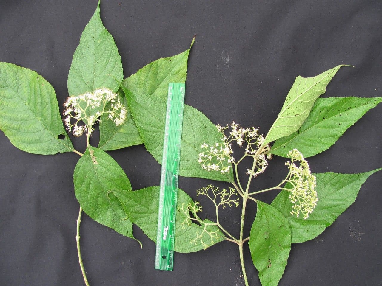 Callicarpa 24