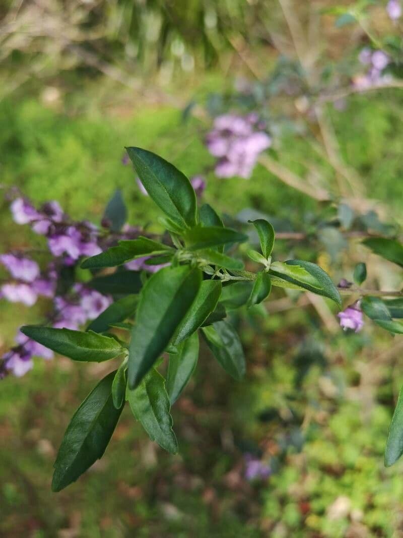 Prostanthera ovalifolia 7