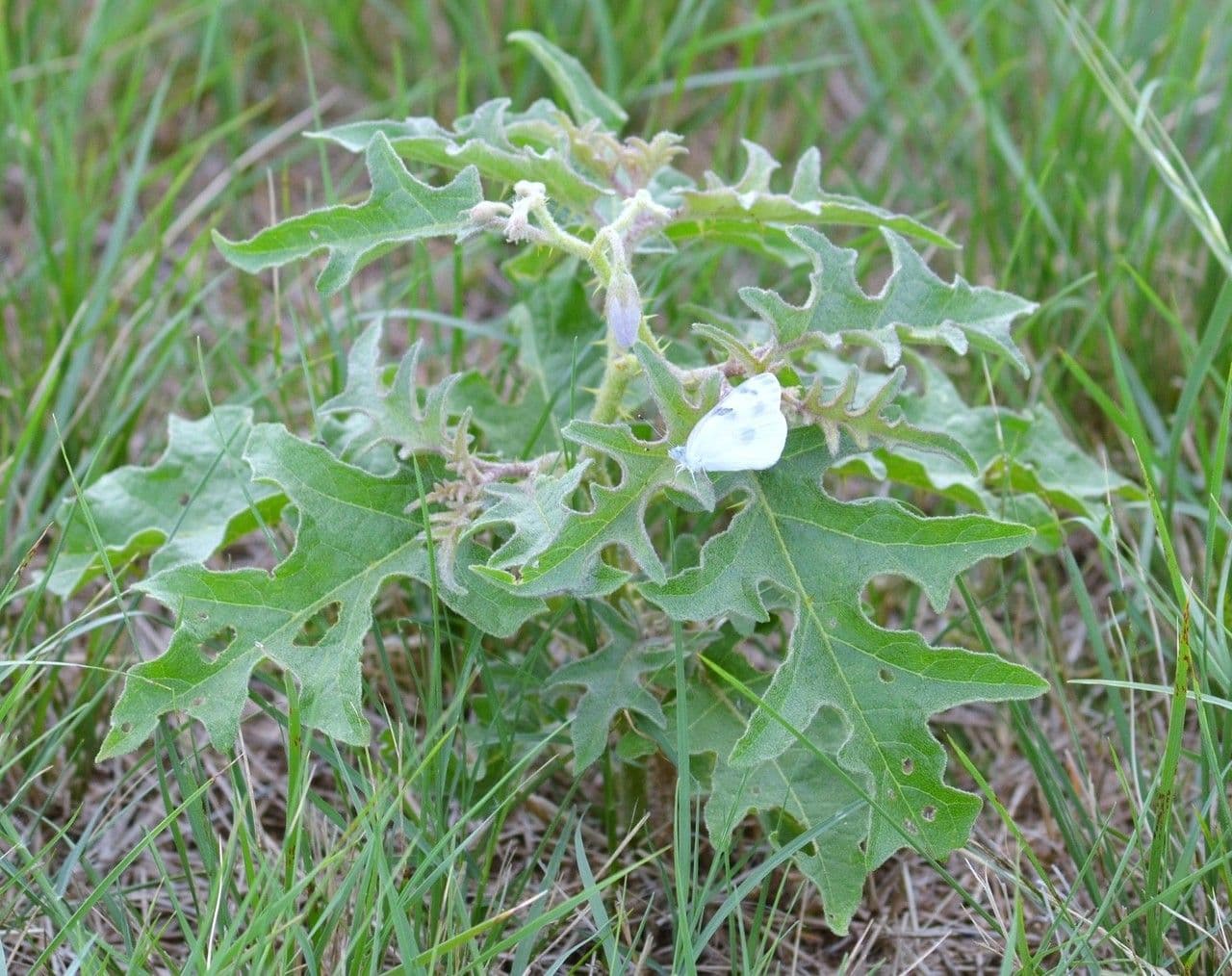 Solanum dimidiato 14