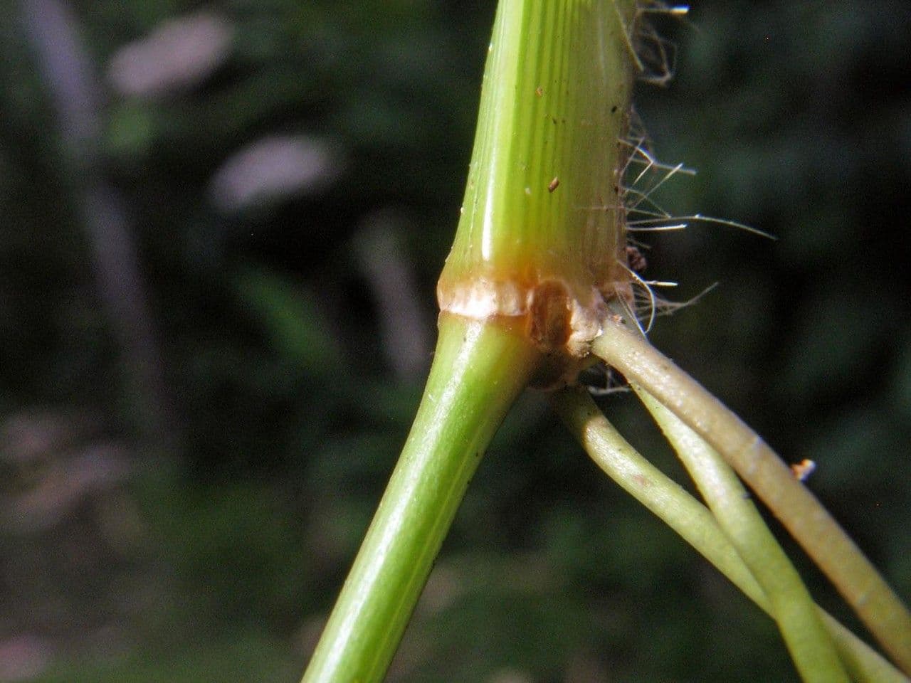 Homolepis 8