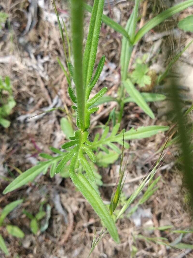 Knautia 7
