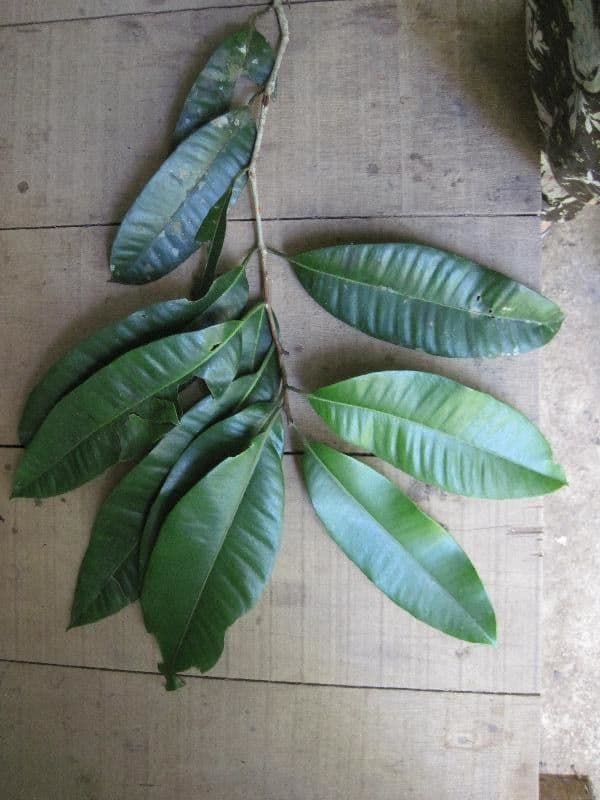 Aspidosperma 5
