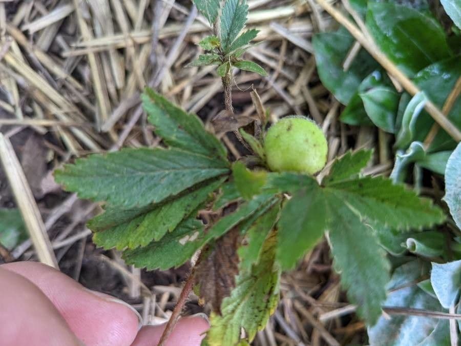 Potentilla simplex