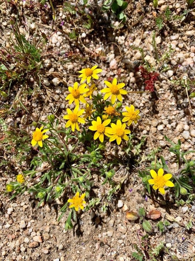 Lasthenia californica 10