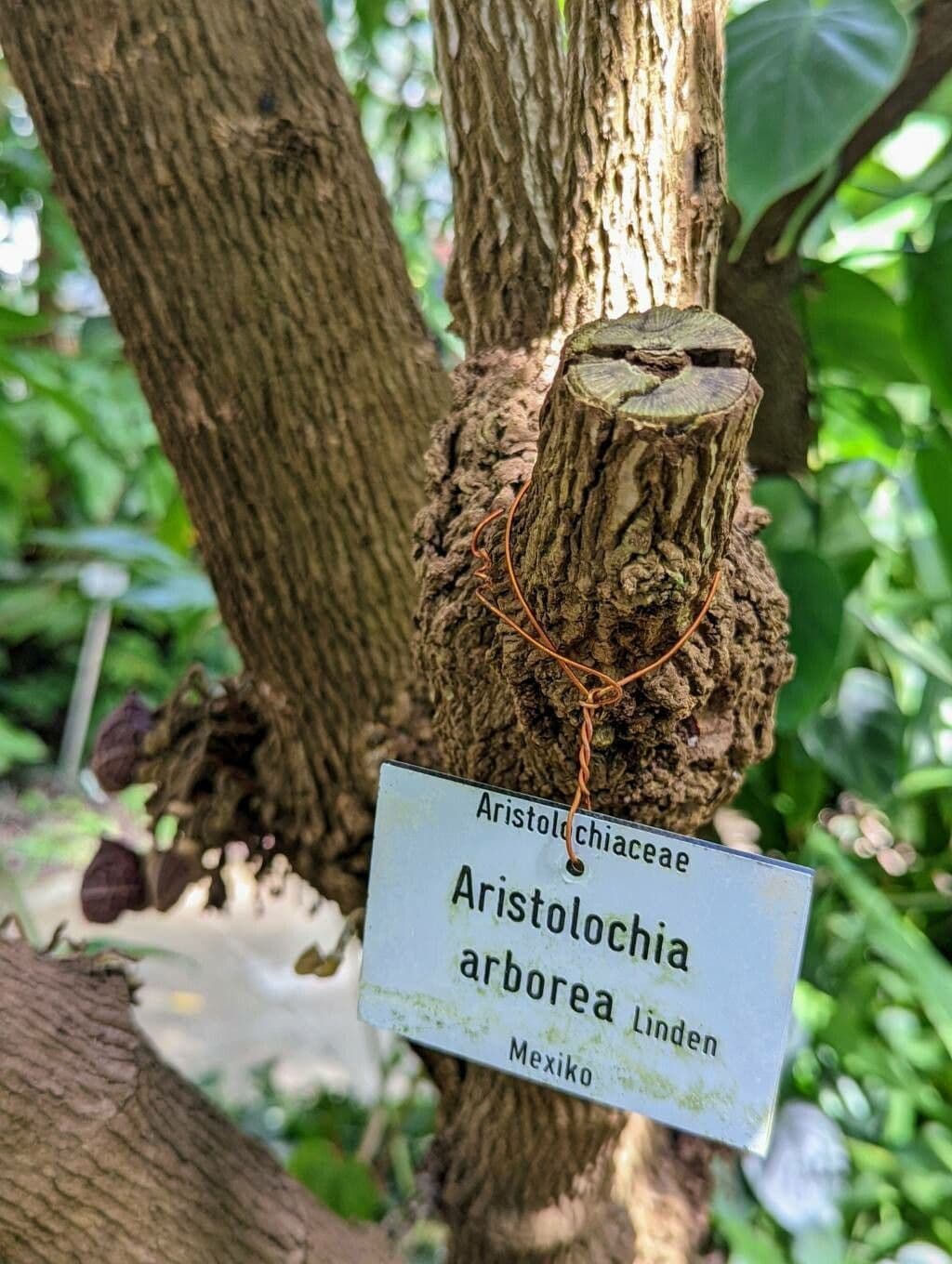 Rastlík 19