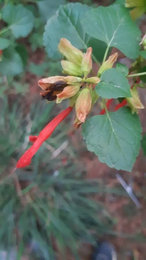 Salvia 15