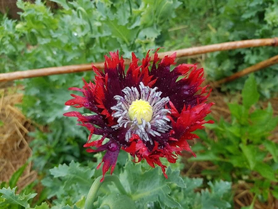Schlafmohn 6