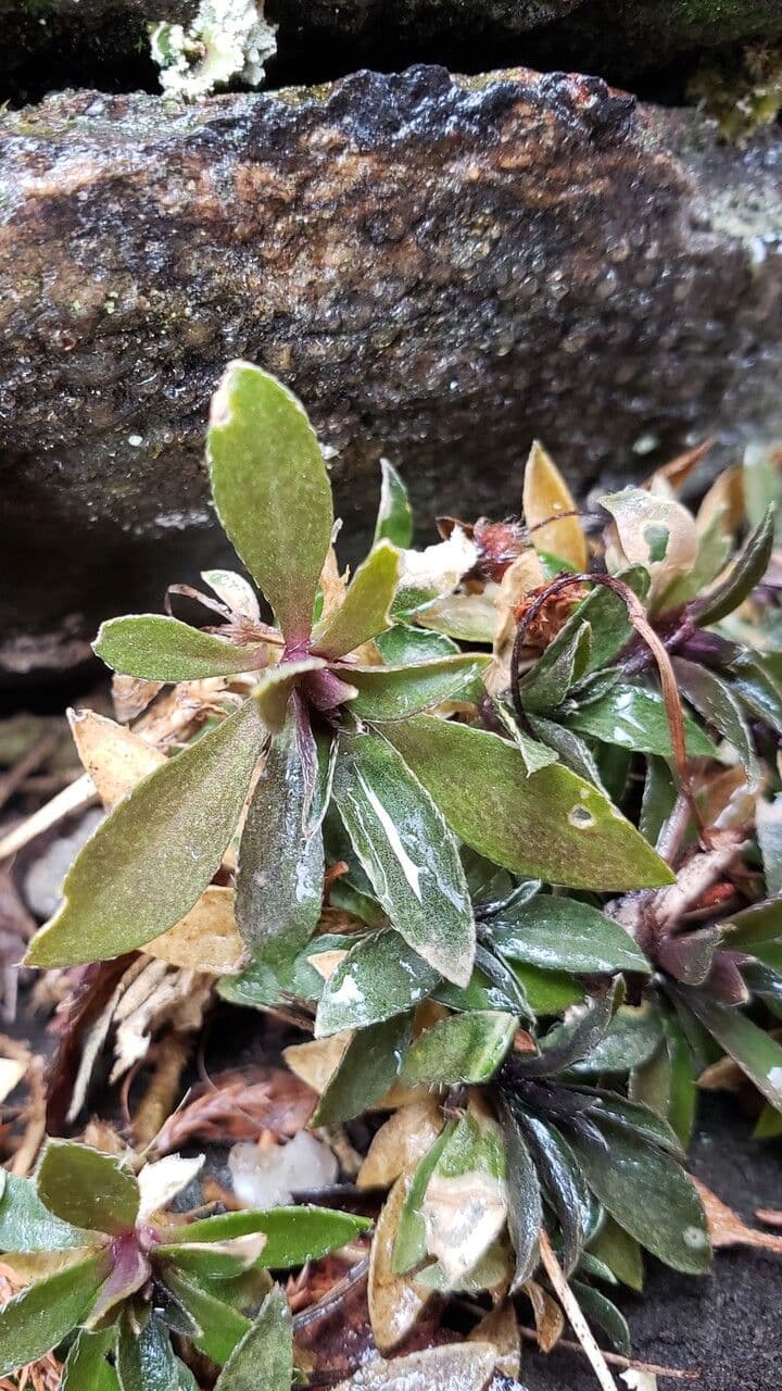 Draba 6