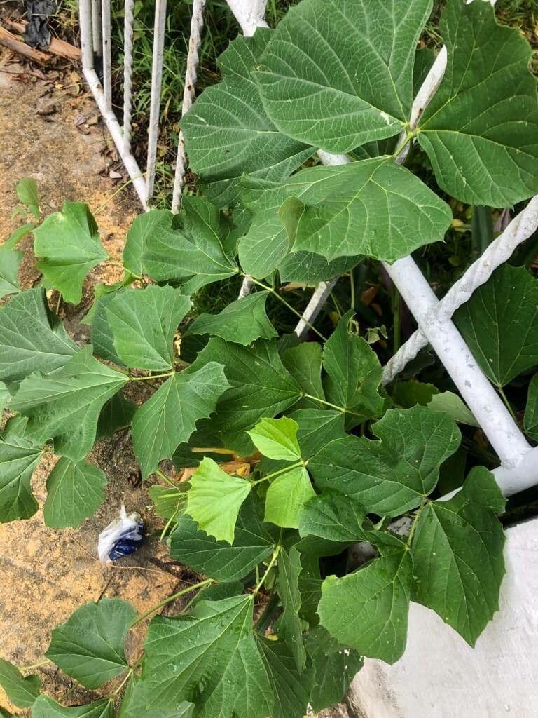 Jicama 19