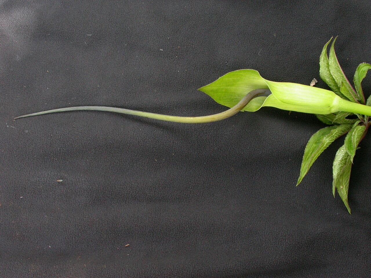 Áron 12