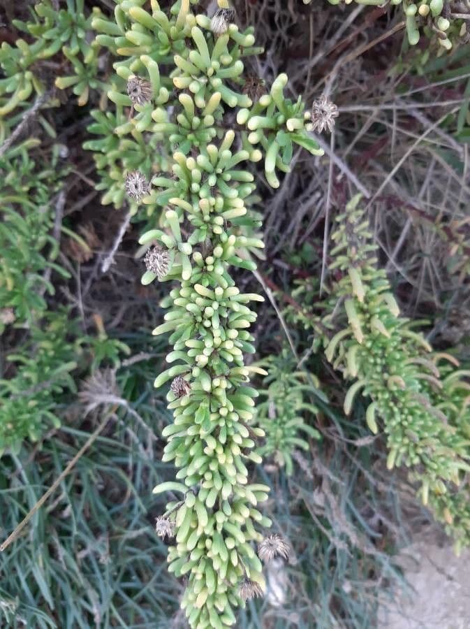 Limbarda crithmoides 18