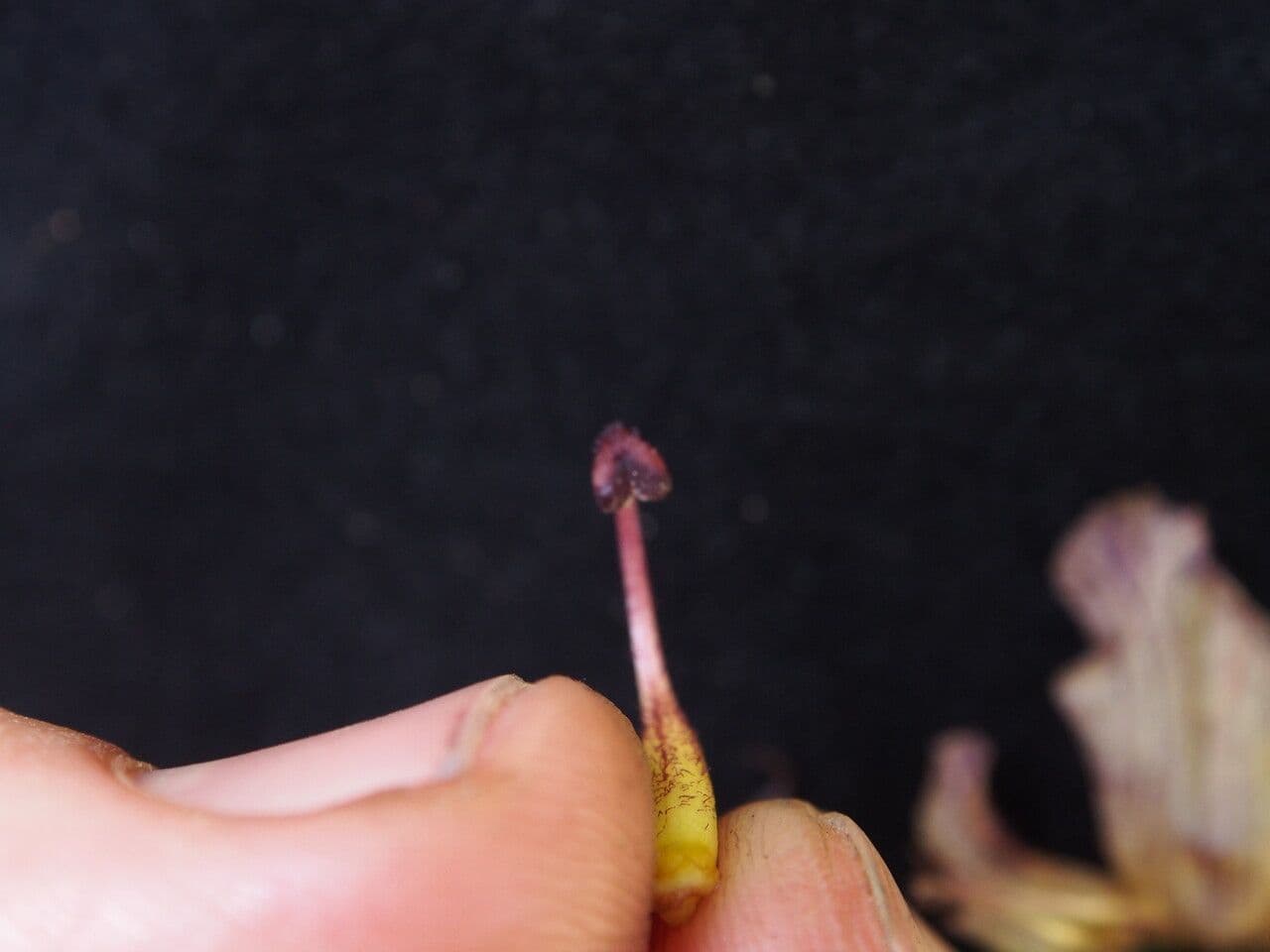 Orobanche alba 22