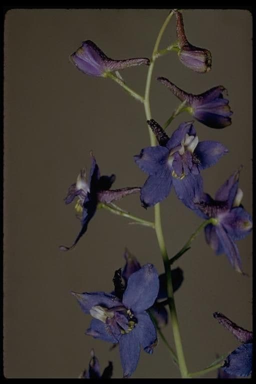 Delphinium 4