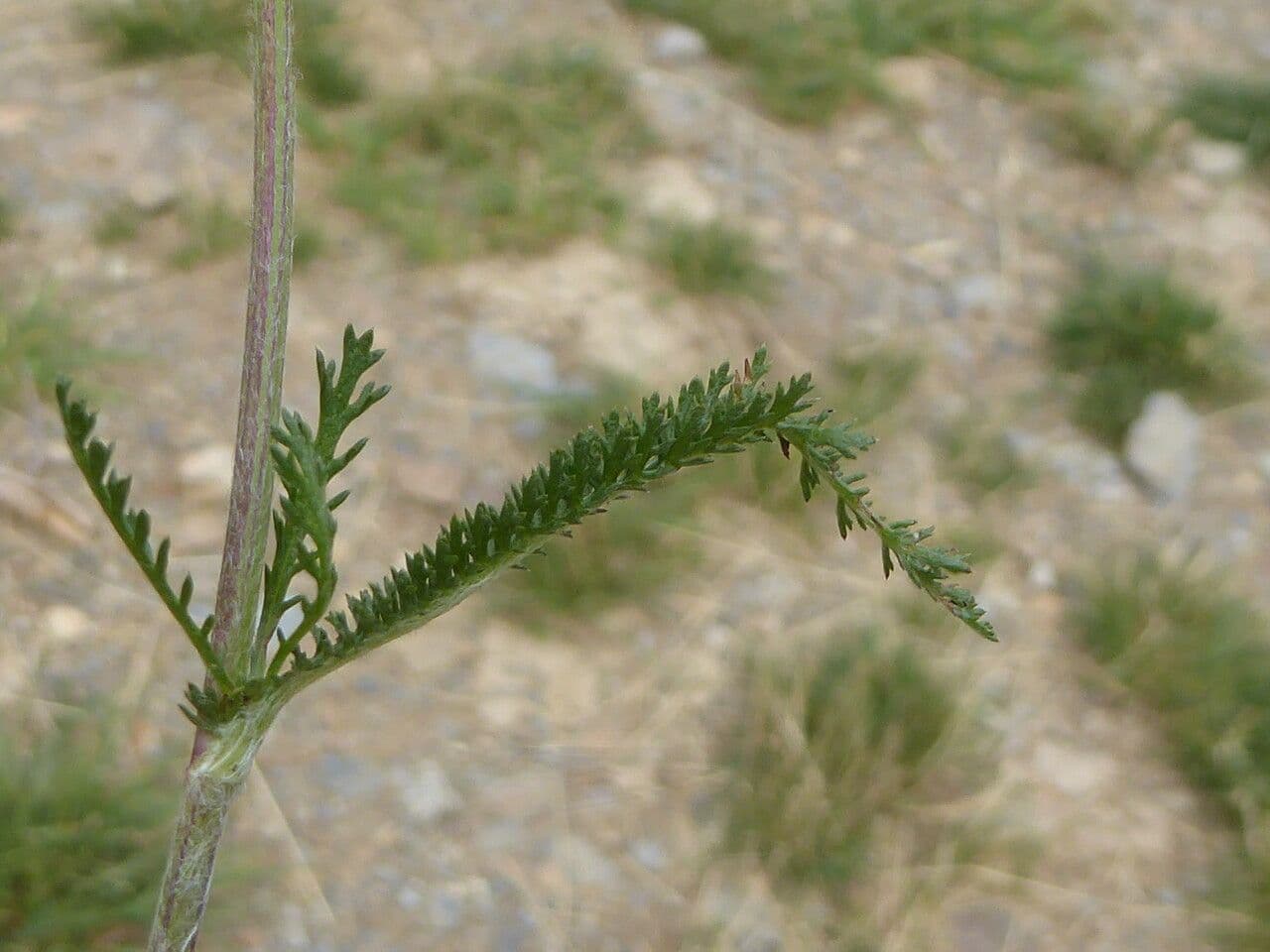 Achillea roseo-alba 18