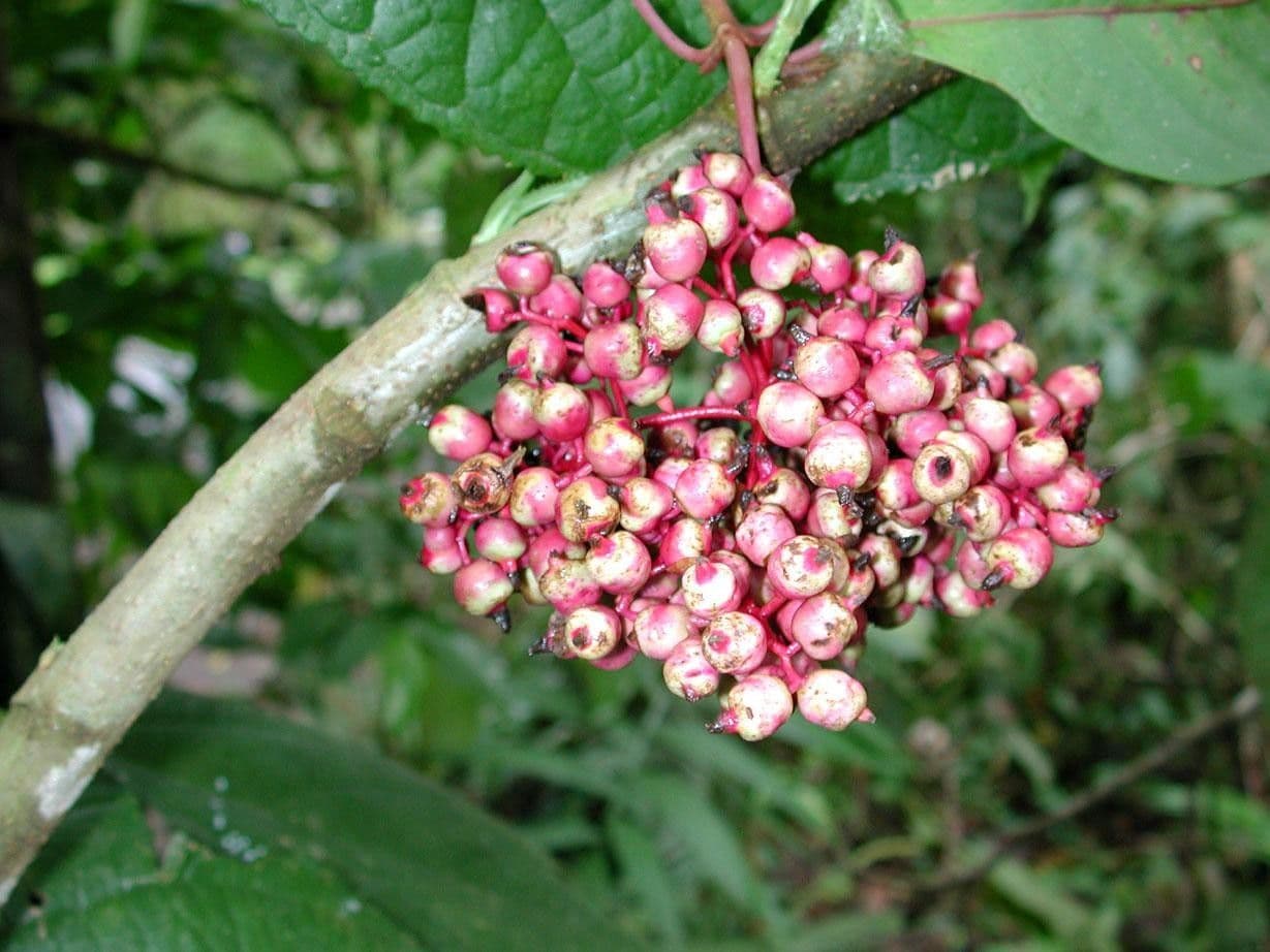 Neea laetevirens 3