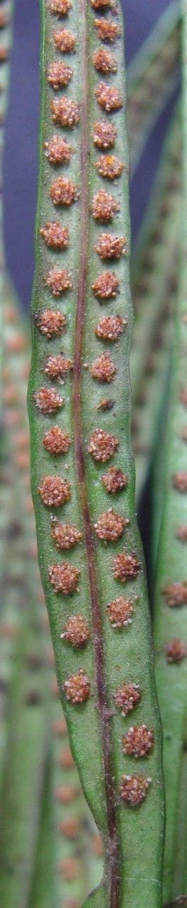 Campyloneurum
