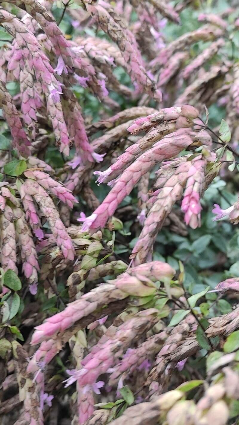 Oregano 2