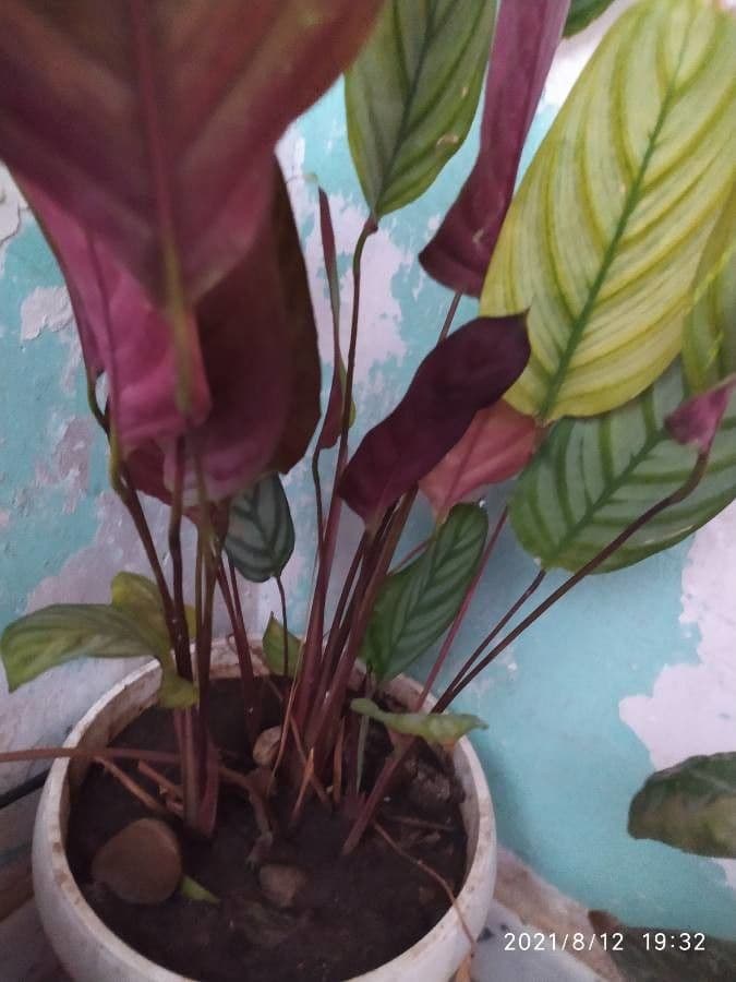 Ctenanthe setosa 15