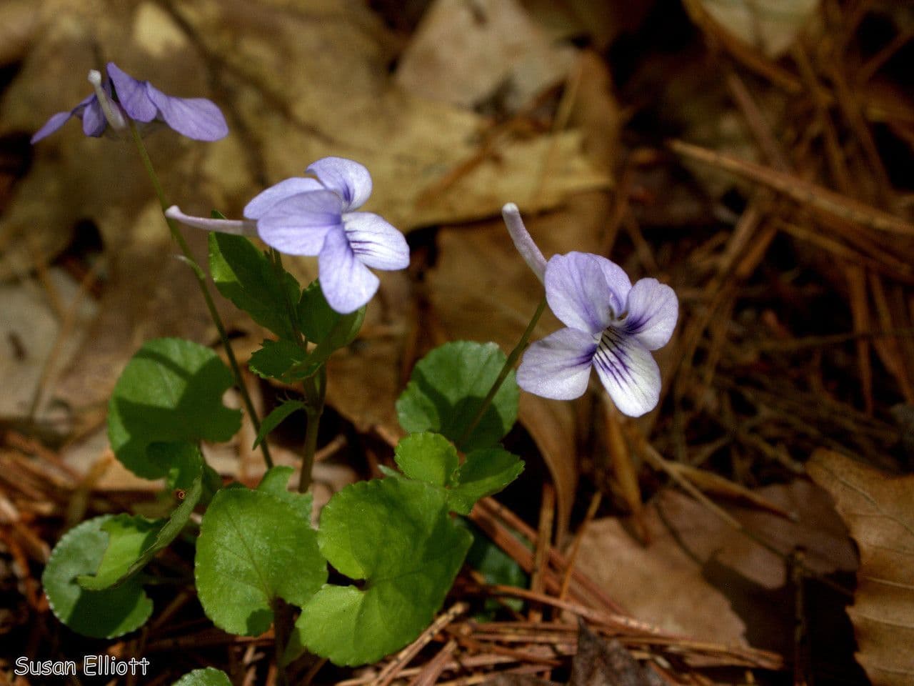 Viola speronata 8