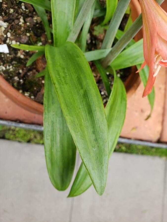 Amaryllis