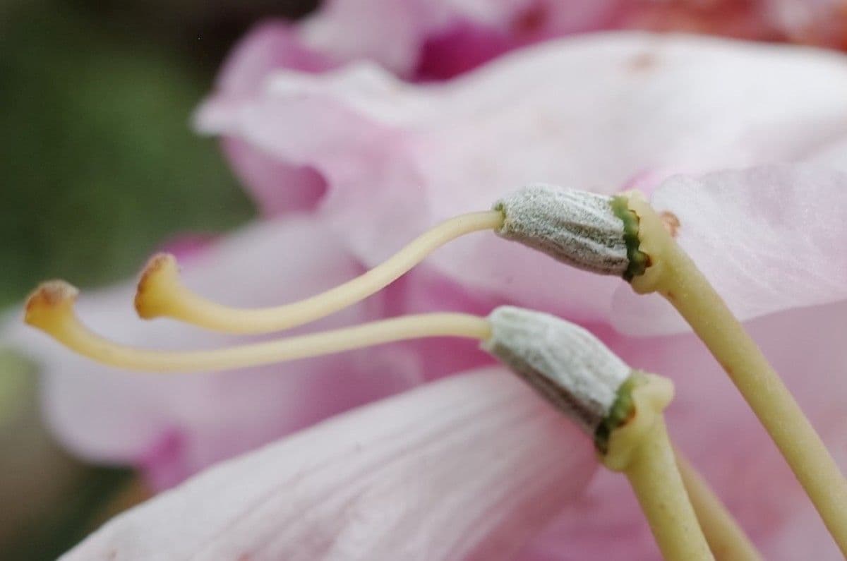 Rhododendron 3