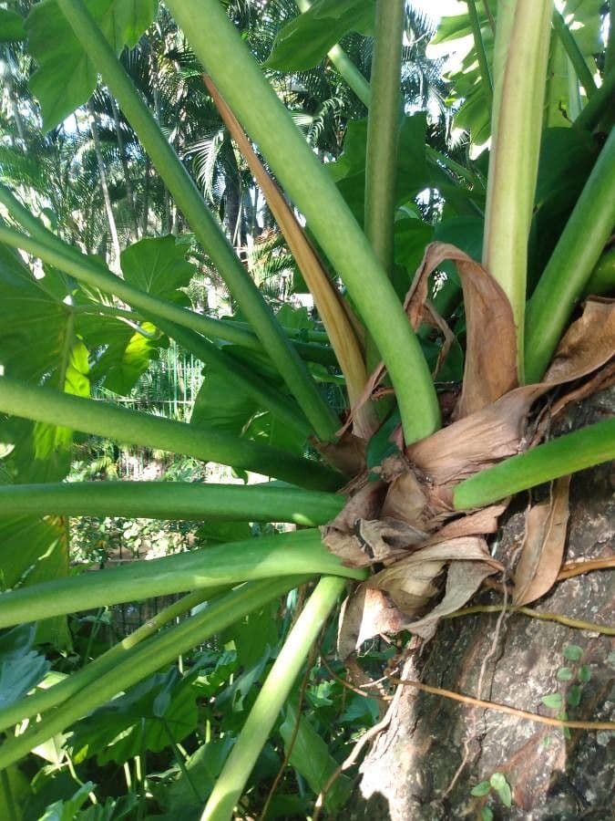 Philodendron géant 21