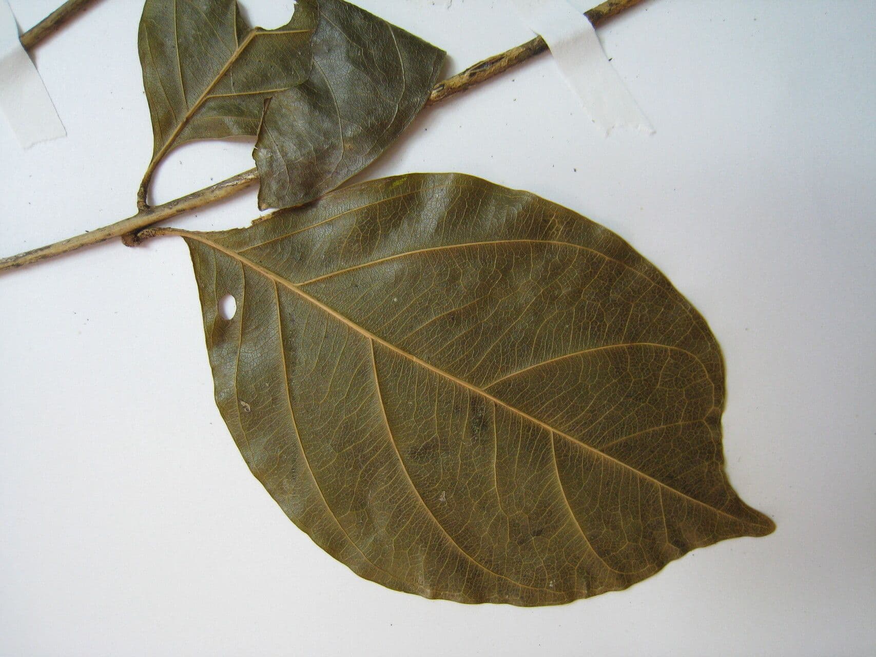 Guarea silvatica 5