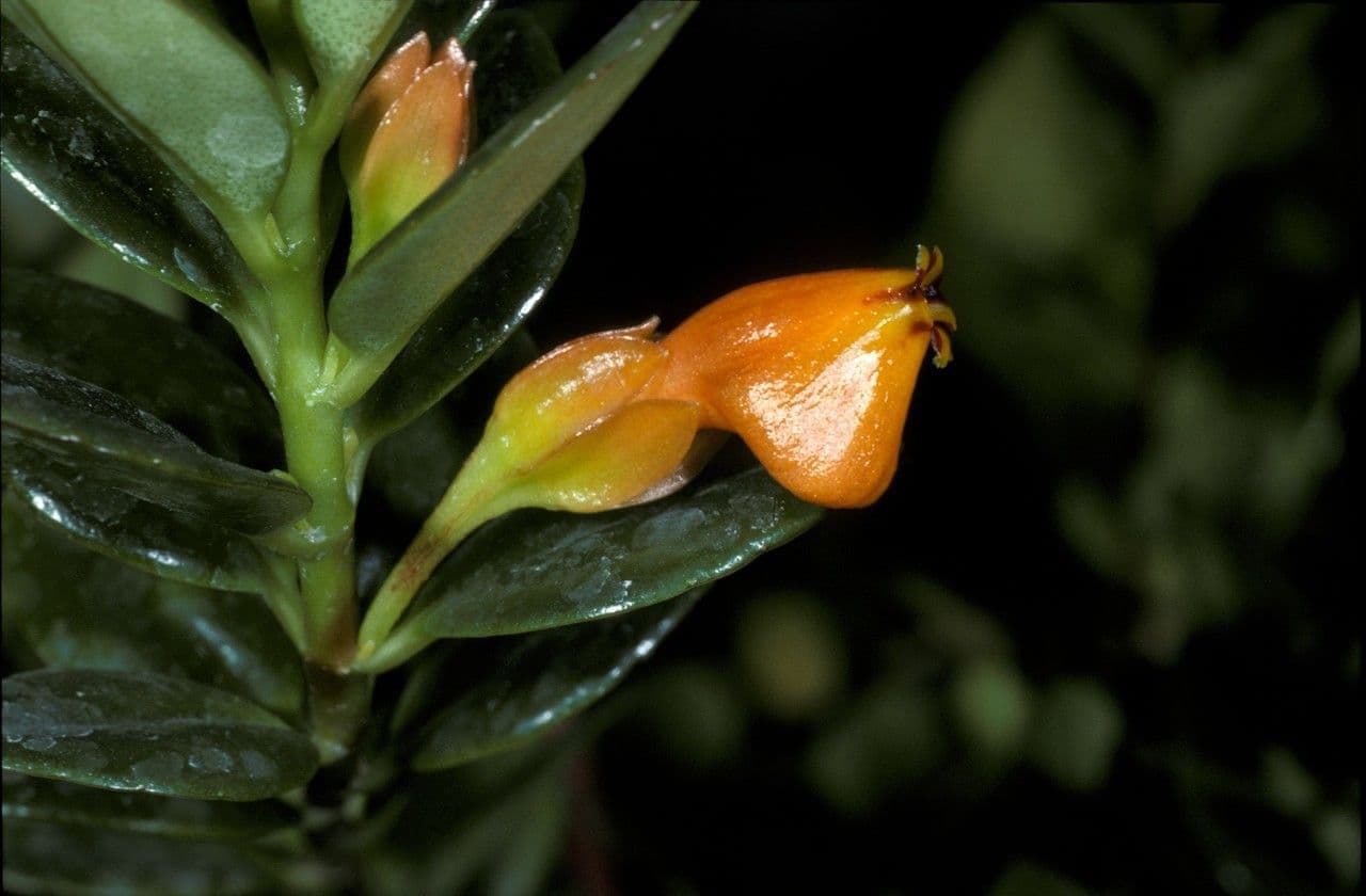 Nematanthus strigillosus