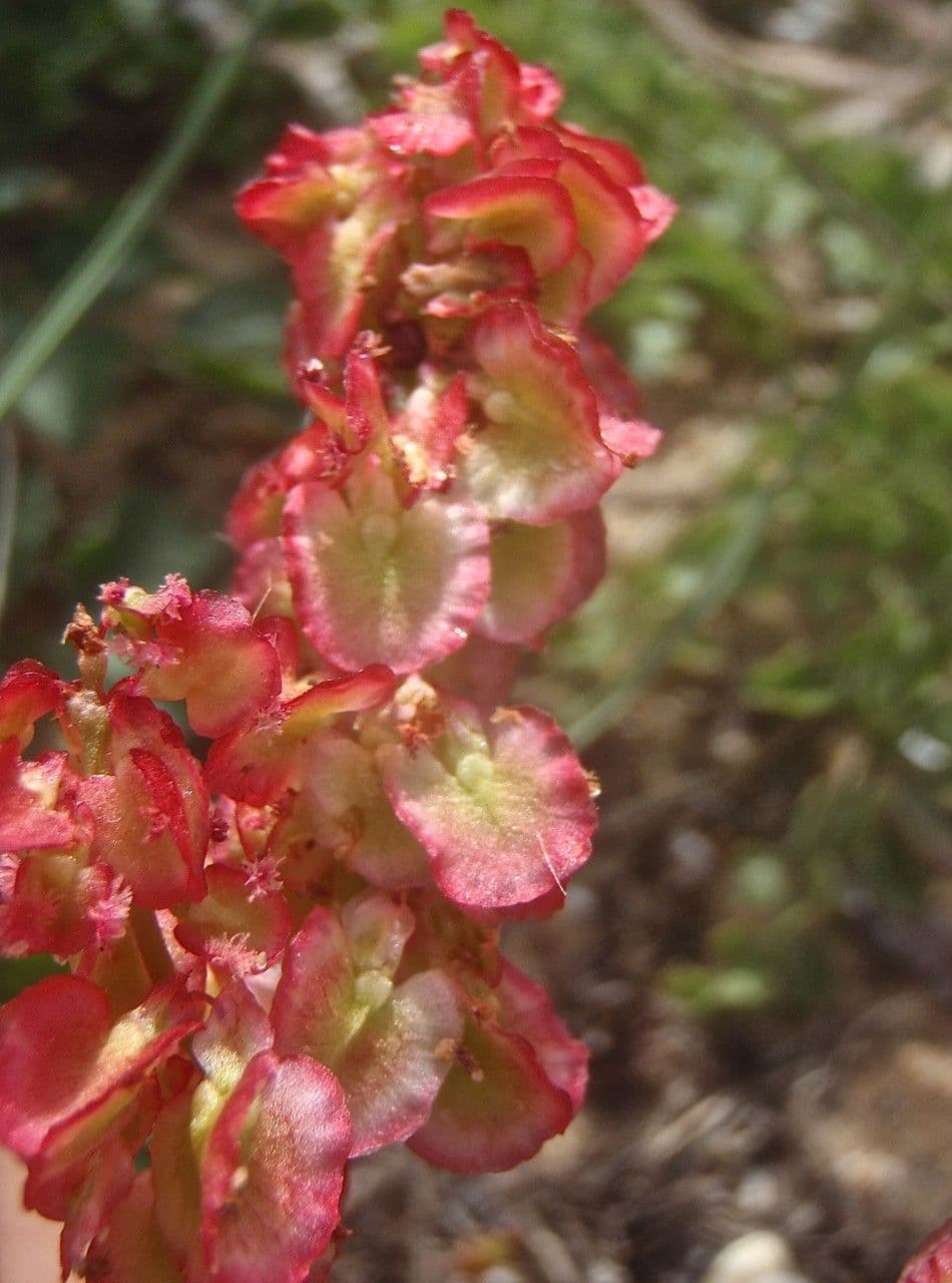 Rumex 7
