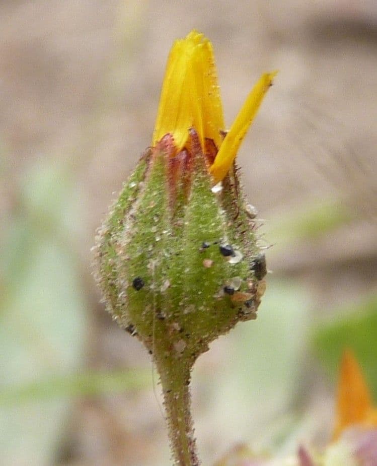 Dreikerniger Ringel 6