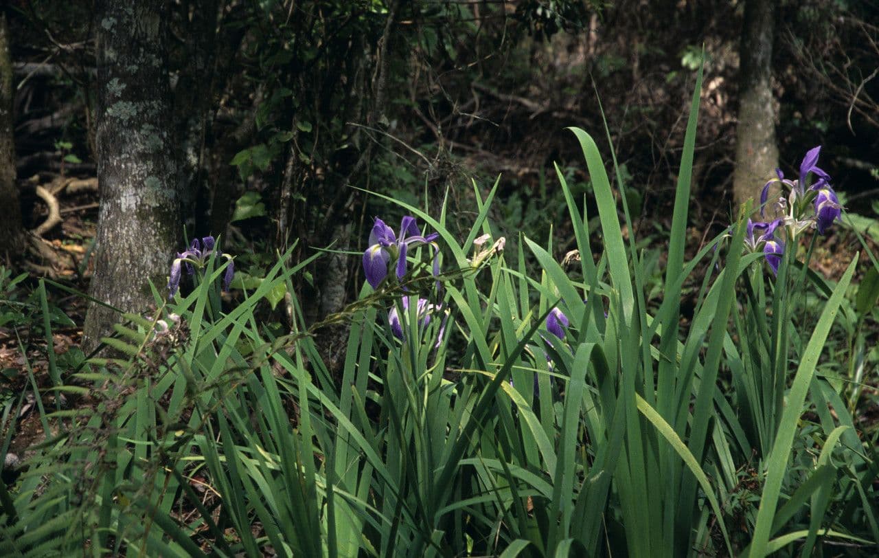 Iris hexagone 5