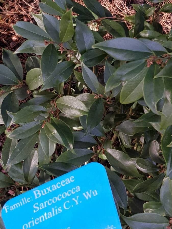 Sarcococca orientale 21