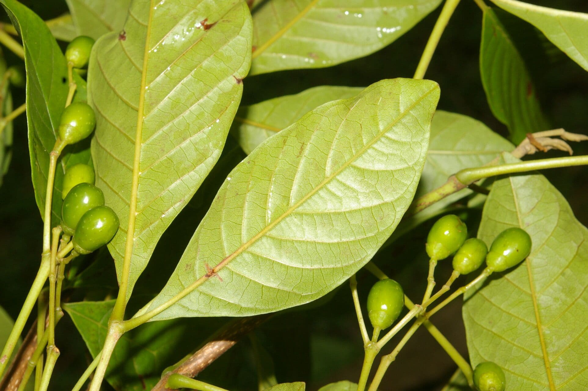 Vitex 2