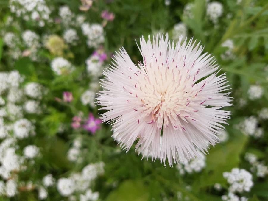 Weißgefleckte Distel 6
