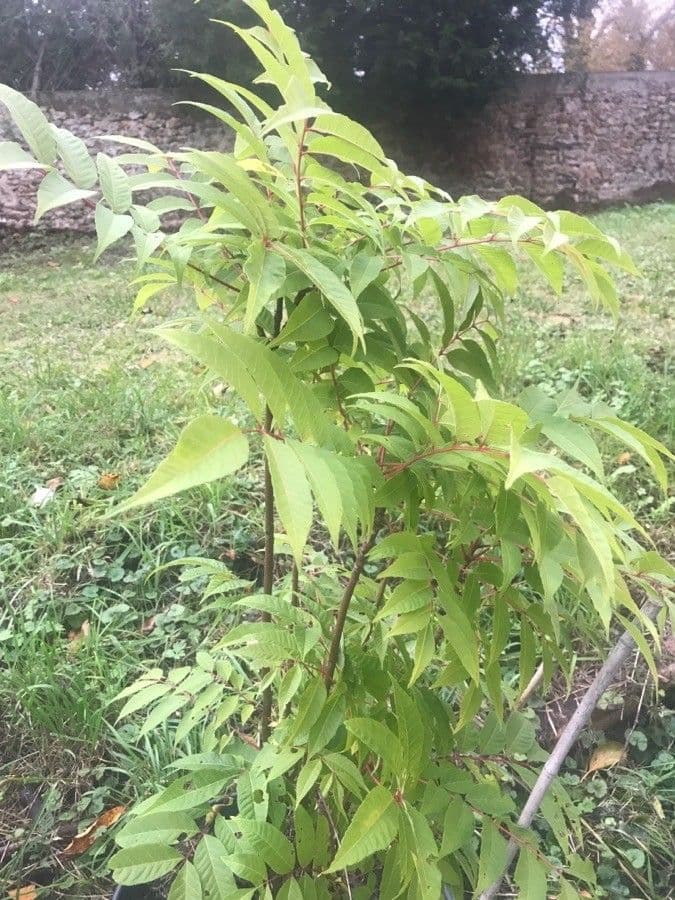 Cedro cinese 13