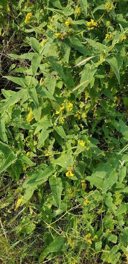 Phlomis viscoso