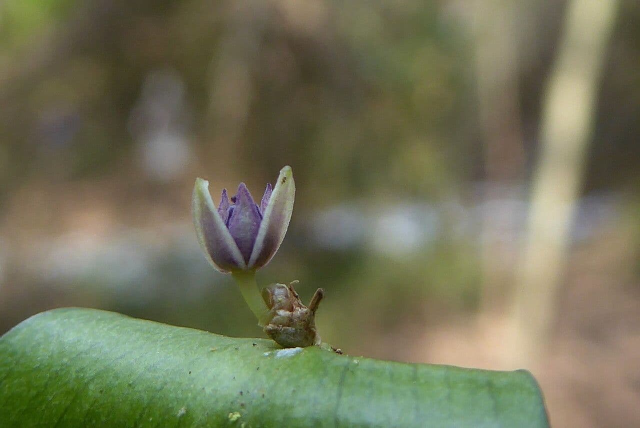 Rusco 6