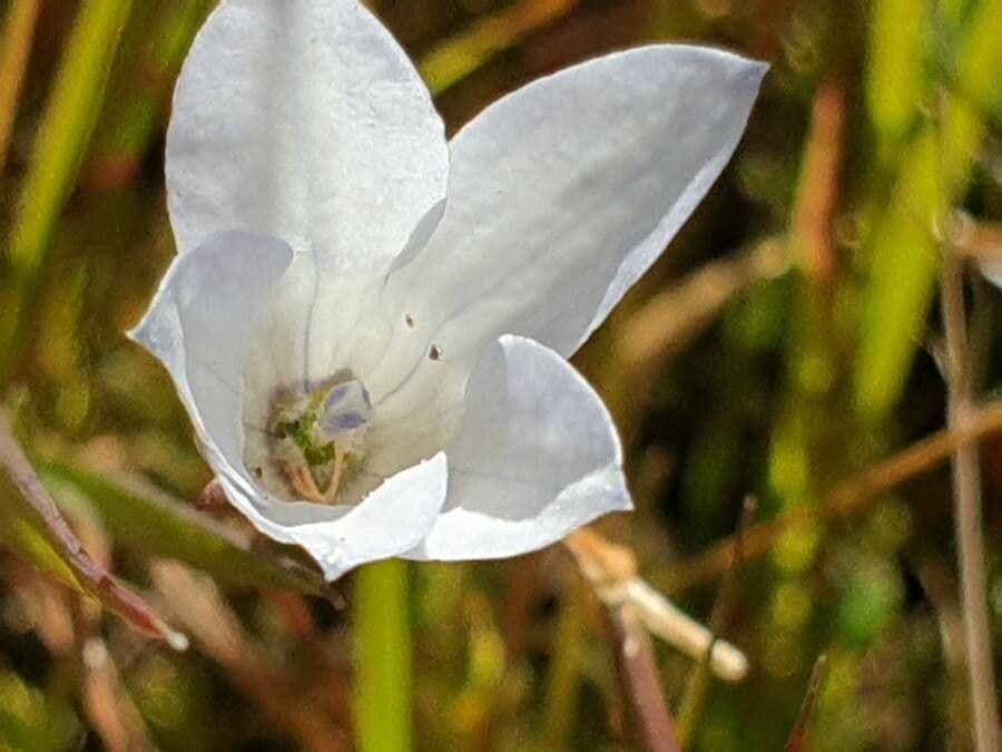 Wahlenbergia 2