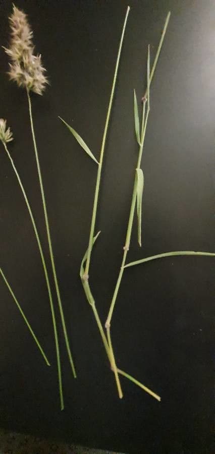 Enneapogon 11