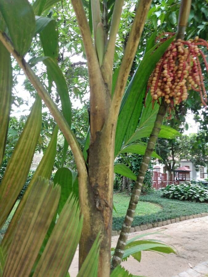 Areca 20